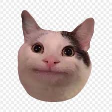 cat image